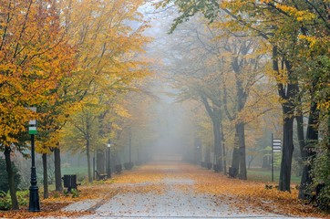 Beautiful autumn landscape. Walkway with autumn colored leaves in the park.