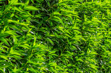 abstract green background of leaves