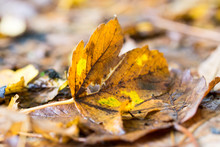 Golden Autumnally Leaves Laying On Ground