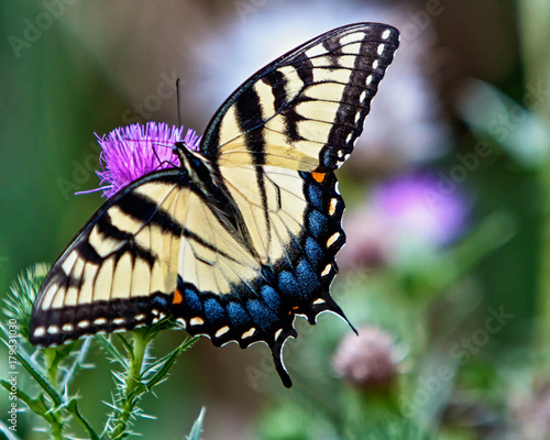 Fotomural Eastern Tiger Swallowtail Butterfly