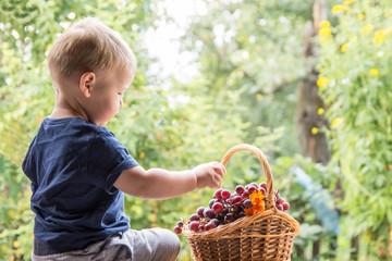 Adorable Little baby boy eating grapes 