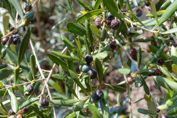 Wall Mural - olive tree with fruits