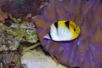 Wall Mural - Falcula or Indian Ocean Saddleback Butterflyfish, Chaetodon falcula