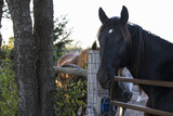 Fototapeta Konie - Black horse with white spot
