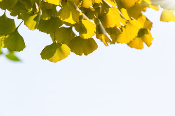 Sticker - ginkgo leaves background