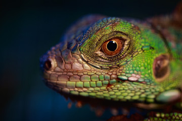 Wall Mural - Image of an iguana head on nature background. Reptile. Animals.