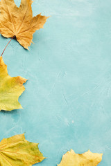 Wall Mural - fall autumn maple leaves on blue background