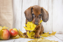 Puppy Dachshund With Autumn Leaf In The Teeth On A Light Wooden Background