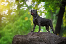Card With A Huge Dog On A Grey Stone In The Sun In Park. Cane Corso In The Role Of Lion King.