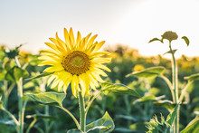 Sunflower Field In Moldova