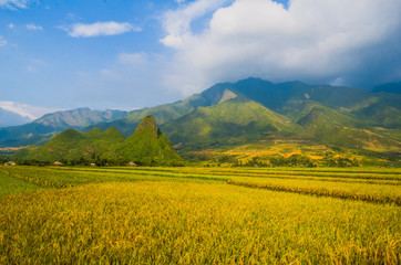 Terrace field rice on the harvest season at bac son valley, lang son province, famous tourist destination in northwest Vietnam and harvest season on september each year