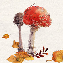 Amanita Mushroom Watercolor Hand Drawing