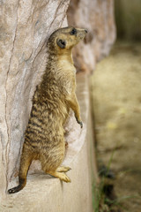 Wall Mural - Image of Meerkat standing (Suricata suricatta)  on nature background. Wildlife Animals.