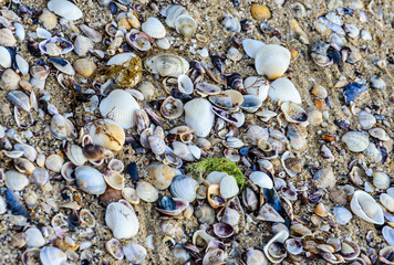 Colored sea shells standing in the golden beach sand near water, close up