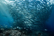 school of blackfin barracudas in Big Fish Country, Maratua, Kalimantan, Borneo, Indonesia