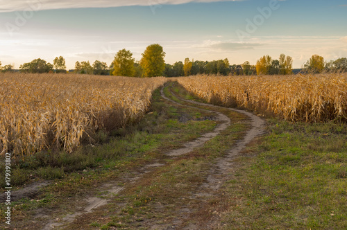 Plakat Wieczór krajobraz z brudną drogą między dojrzałymi kukurydz polami w środkowym Ukraina