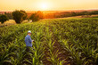 A farmer in his cornfield using a digital tablet at sunset