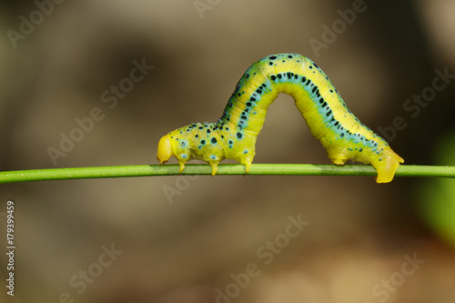 Fotografía Image of Dysphania Militaris caterpillar on nature background