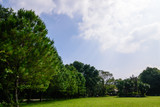 Fototapeta Natura - green lawn and trees in garden landscape