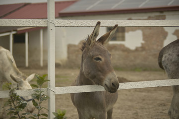 Wall Mural - donkey in the pen