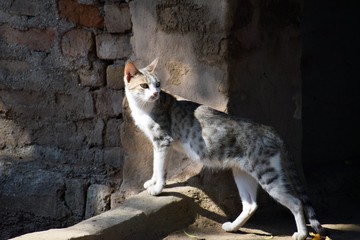 Grey Tabby Cat