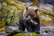 © macs - Orso grizzly della costa che pesca salmoni in Canada o Alaska