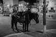 Pferde in Samos