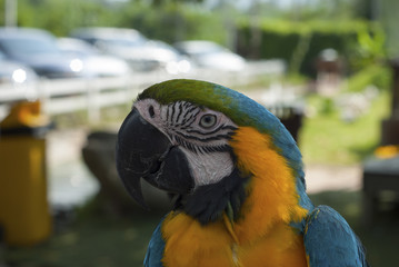 Beautiful blue parrot.