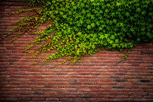 Old Red Brick Wall Texture And Green Leaf Hanging Down On It At The Edge. Copy Space Background. Art Of Wall Concept