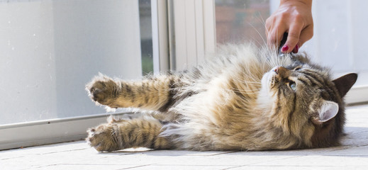 Wall Mural - Long haired cat in brushing time, brown tabby