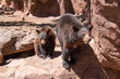 Bears in Bearizona Williams Arizona USA