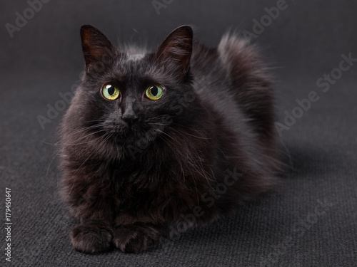 Zdjęcie XXL Czarnego kota łgarski puszek stawia czoło kamerę na ciemnym tle. Długie włosy tureckiej rasy Angora. Dorosła samica.