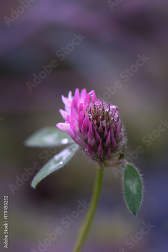 Fleur De Trèfle Avec Gouttes De Rosée Buy This Stock Photo