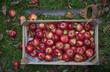© Matthew J. Thomas - a wooden box of red organic apples loking down with a pruning saw on the lawn