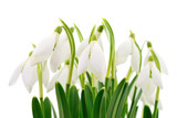 Fototapeta  - Snowdrops (Galanthus nivalis) on white background