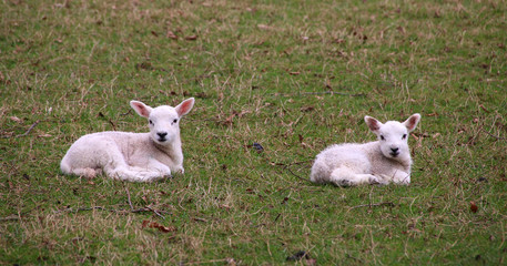 Poster - Lambs in a field