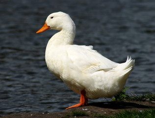 snow white duck