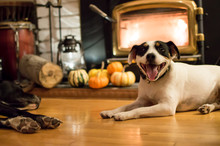 Thanksgiving Dogs Smiling Near Fireplace With Pumpkins