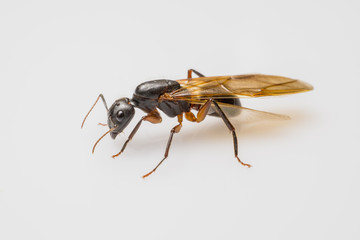 close up flying ant isolated on white background. winged carpenter ant