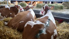 Brown And White Cows Chained In A Barn Full Of Hay Lying Down, One Of Them Has Injuries On His Back