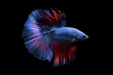 Fancy Betta Fish,Blue Siamese Fighting Fish On Black Background Isolated