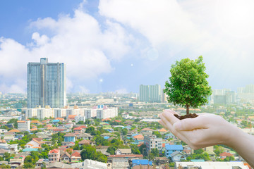 Wall Mural - Ecology concept Human hands holding big plant with background environment day and buildings of the public