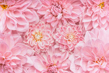 Pastel Pink Flowers Background, Top View, Layout  Or Greeting Card For Mothers Day, Wedding Or Happy Event