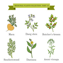 Vintage Collection Of Medical Herbs And Plants