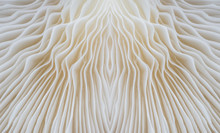 Abstract Background Macro Image Of Sajor-caju Mushroom.