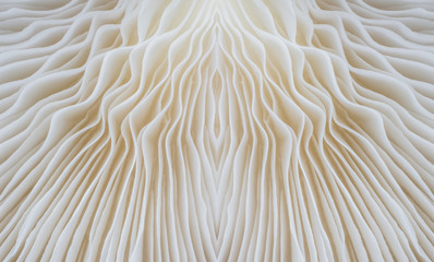 abstract background macro image of sajor-caju mushroom.