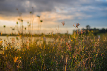 Grass on sunset over the river on spring