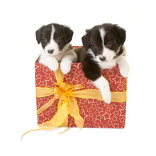 Twin Puppies As A Gift