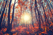 sun rays i autumn forest 