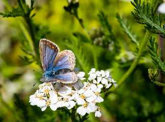 blue butterfly on white flower with green background